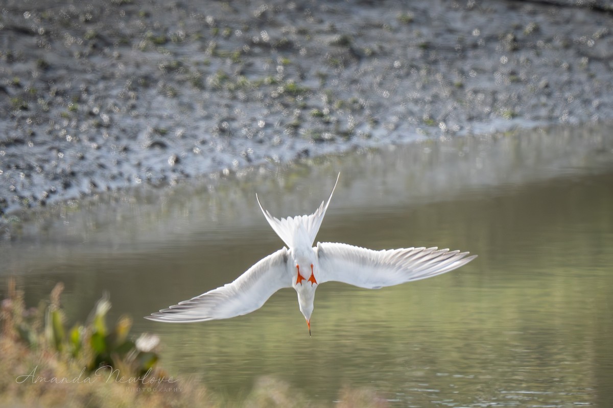 Forster's Tern - ML620649554