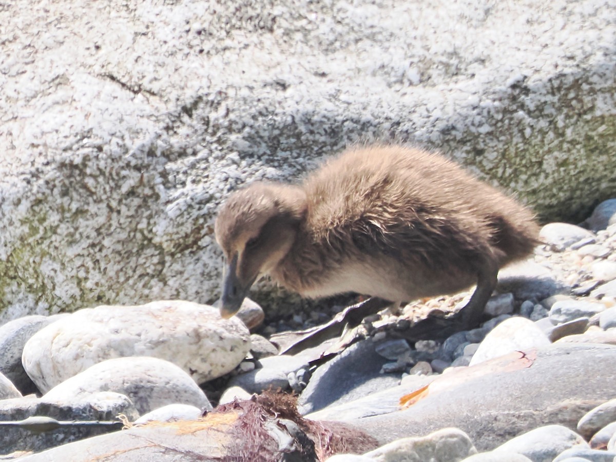 Common Eider - ML620649555