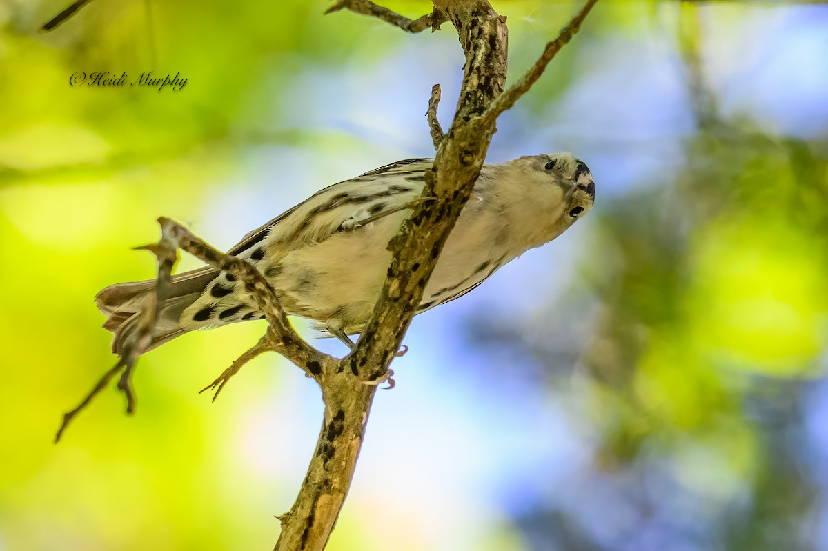 Black-and-white Warbler - ML620649557