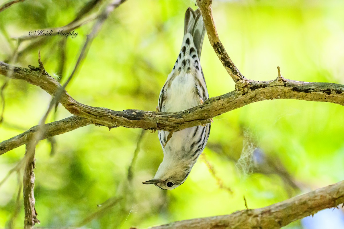 Black-and-white Warbler - ML620649559