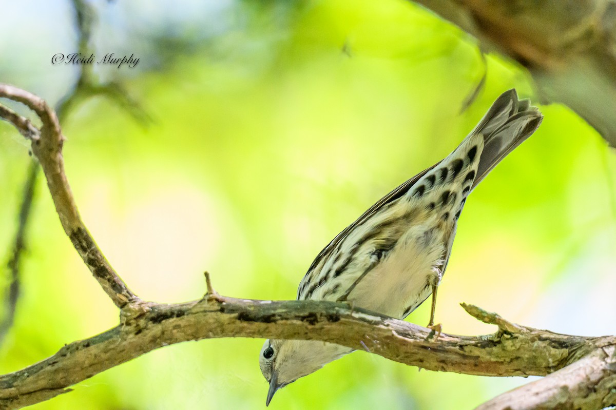 Black-and-white Warbler - ML620649560