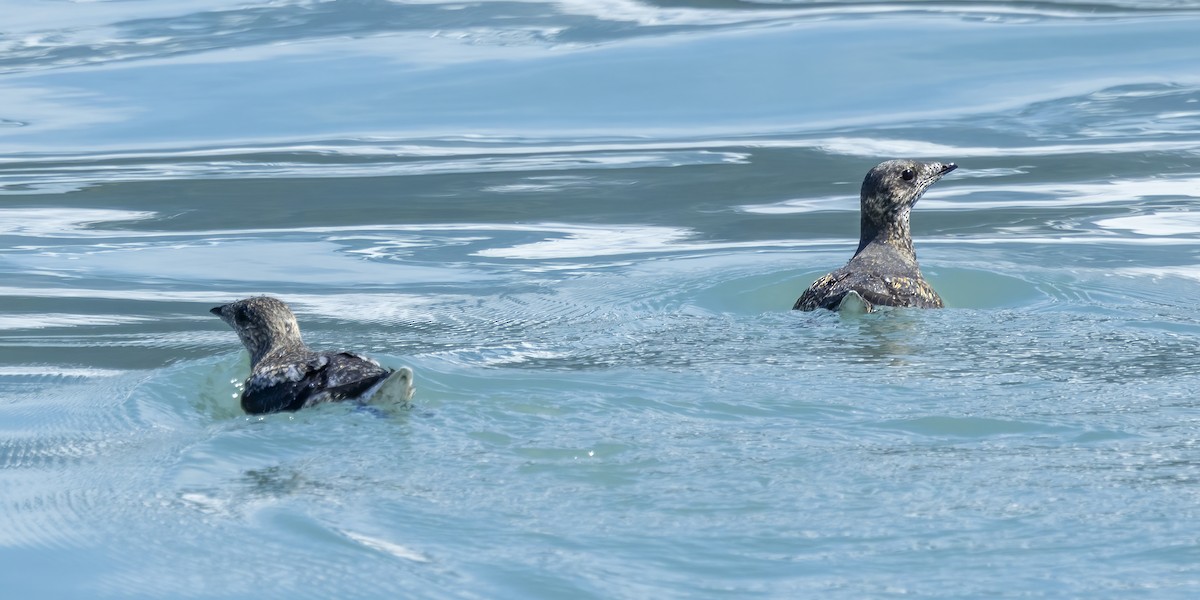 Kittlitz's Murrelet - ML620649562