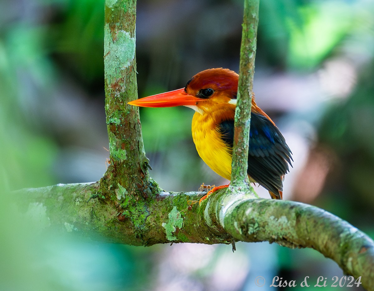 Rufous-backed Dwarf-Kingfisher - ML620649565