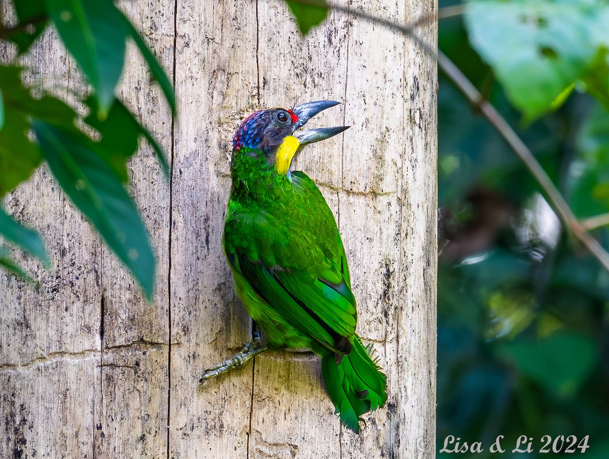 Gold-whiskered Barbet - ML620649567