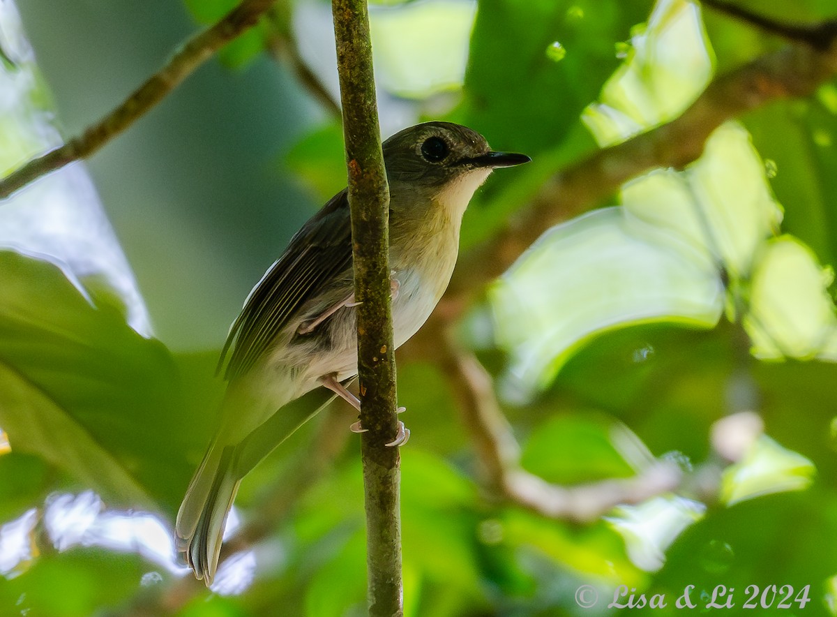 Fulvous-chested Jungle Flycatcher - ML620649568