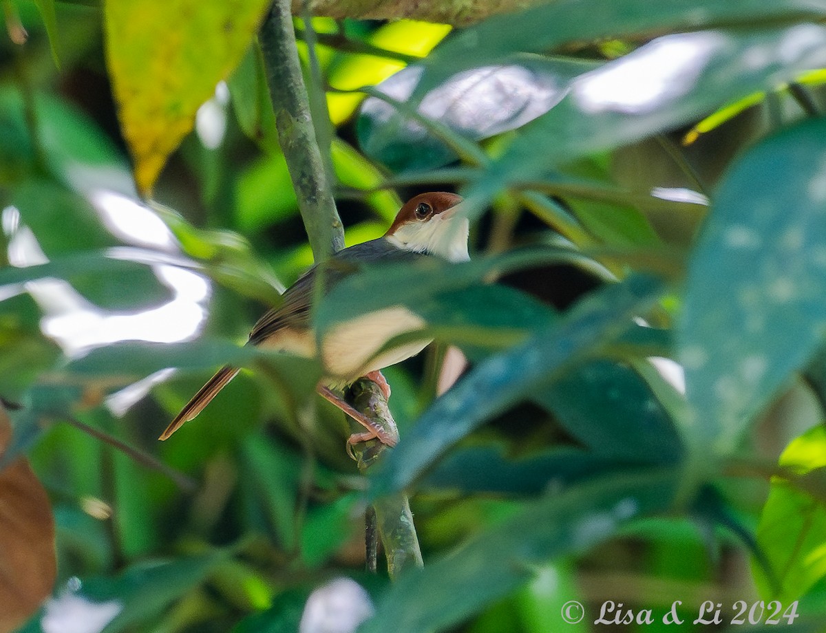 Rufous-tailed Tailorbird - ML620649571