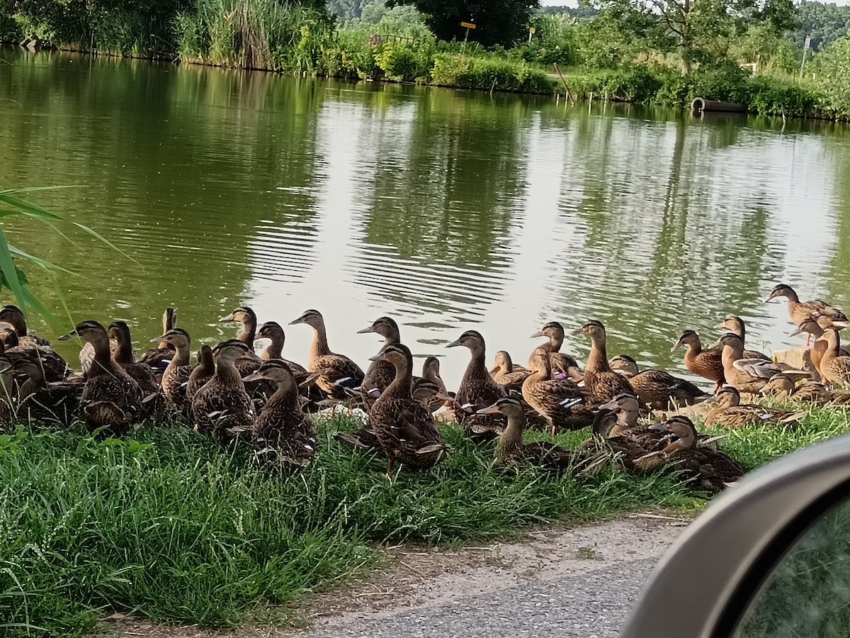 Canard colvert - ML620649578