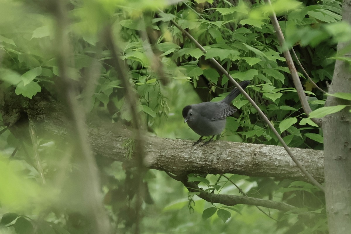 Gray Catbird - ML620649584