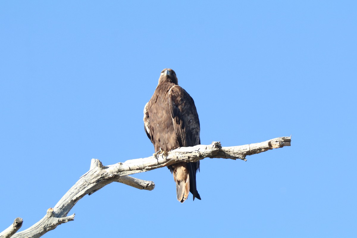 Golden Eagle - ML620649585