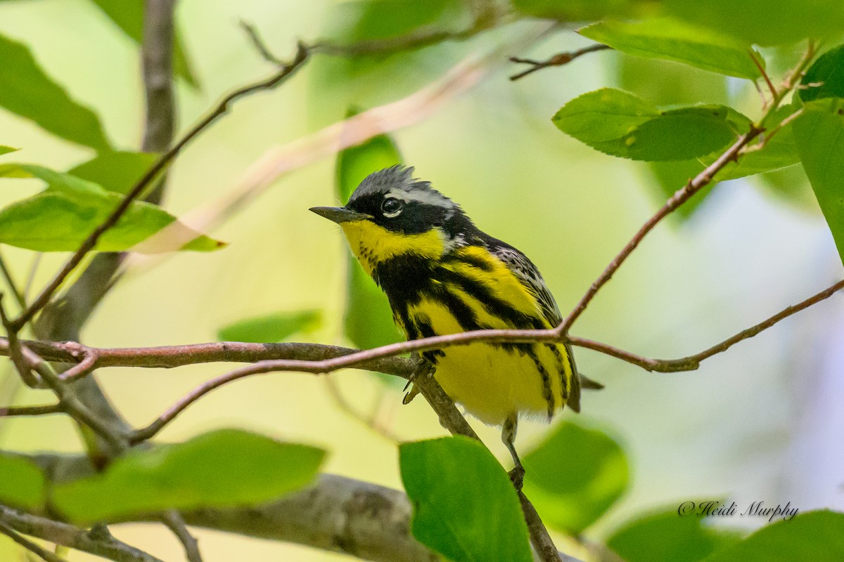 Magnolia Warbler - ML620649587