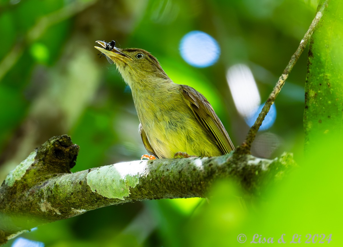 Bulbul de Carlota - ML620649588