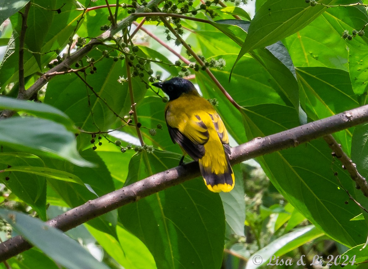 Bulbul cap-nègre - ML620649592