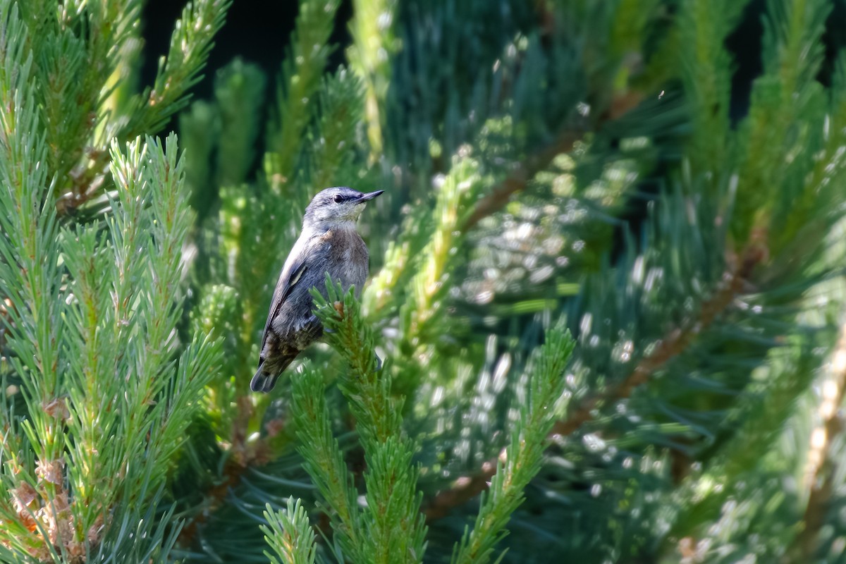 Krüper's Nuthatch - ML620649595