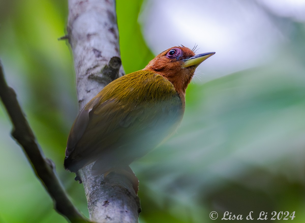 Rufous Piculet - ML620649599