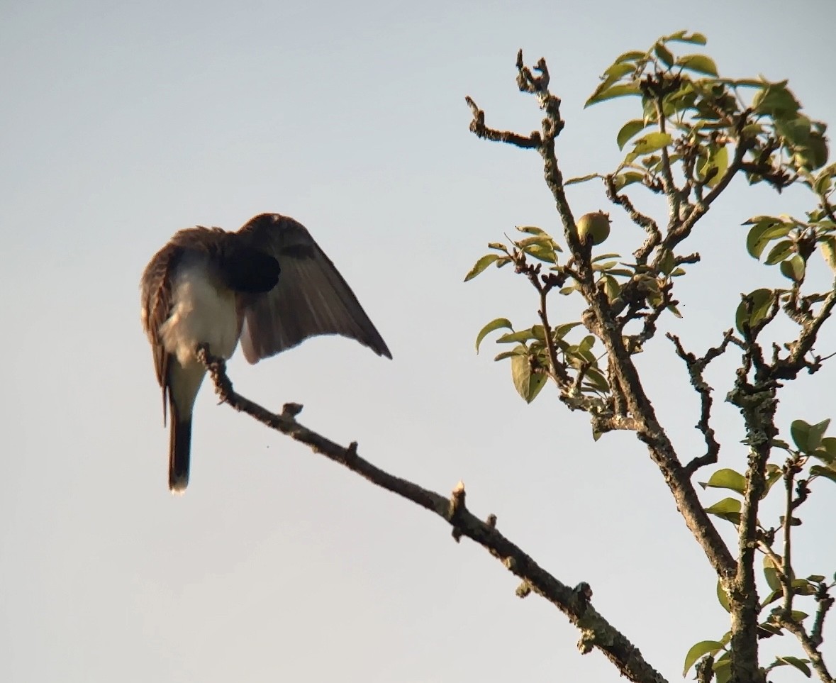 Eastern Kingbird - ML620649603