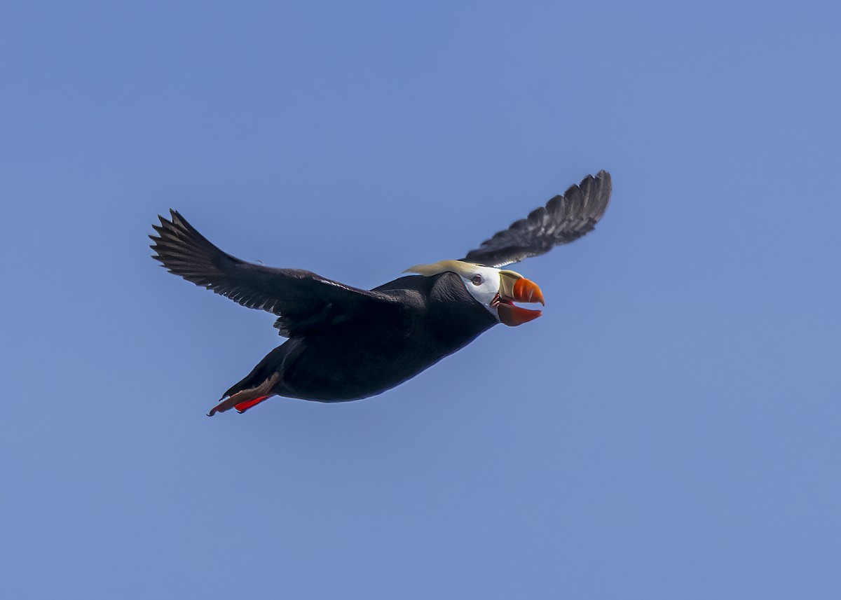 Tufted Puffin - ML620649604