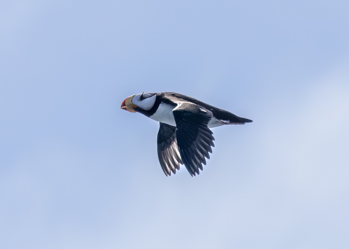 Horned Puffin - ML620649605