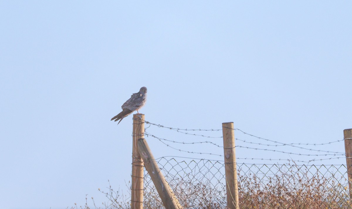 Montagu's Harrier - ML620649606