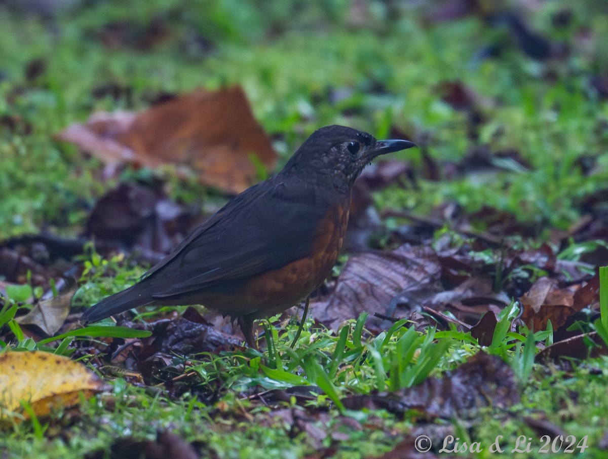 Everett's Thrush - ML620649609