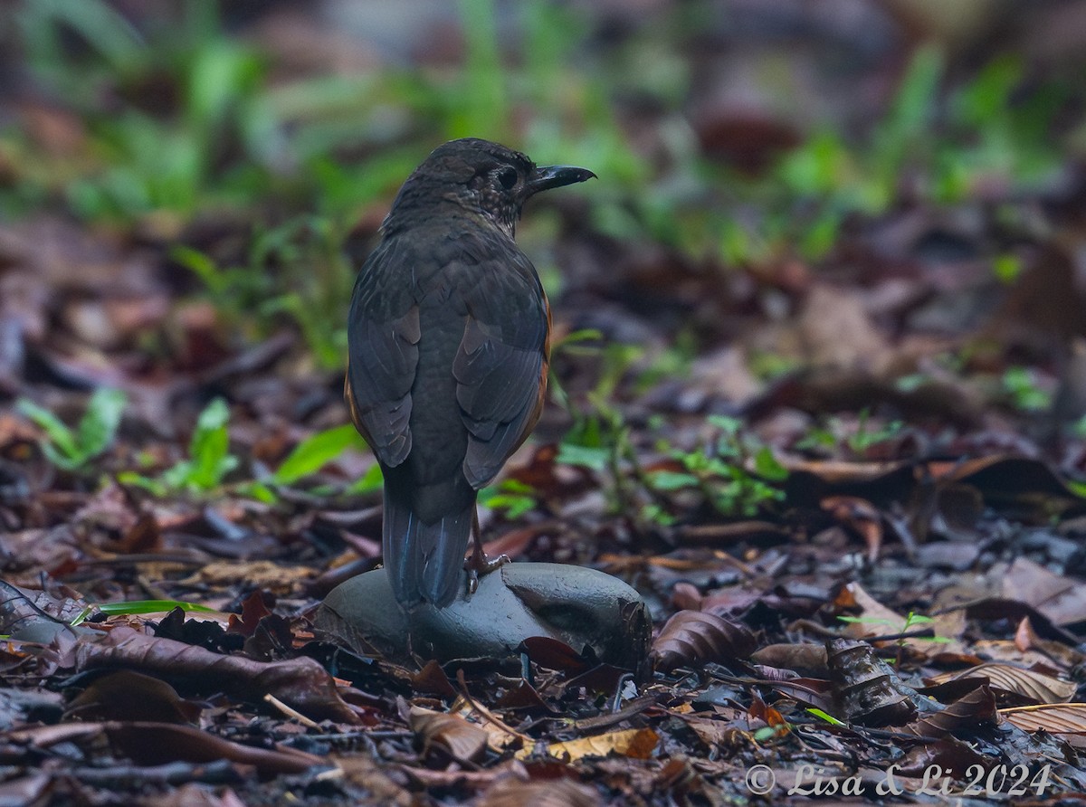 Everett's Thrush - ML620649610