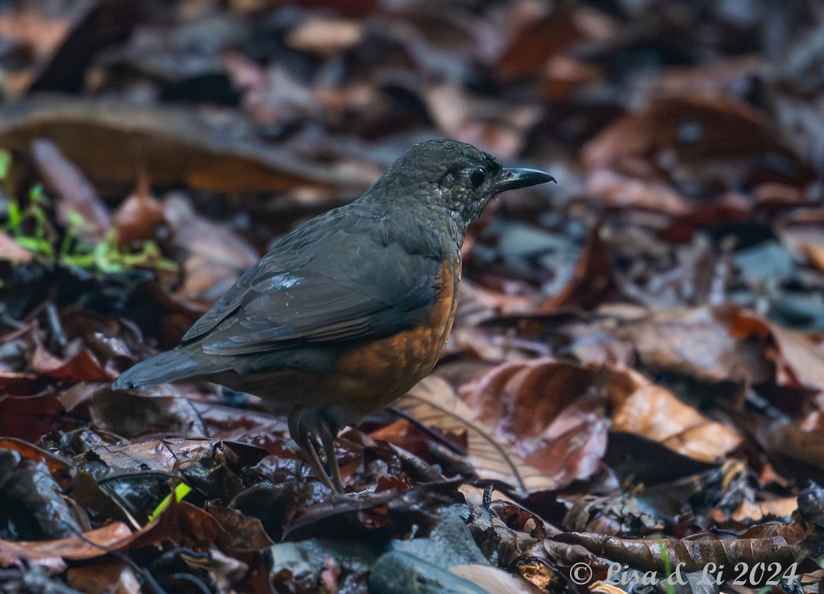 Everett's Thrush - ML620649611