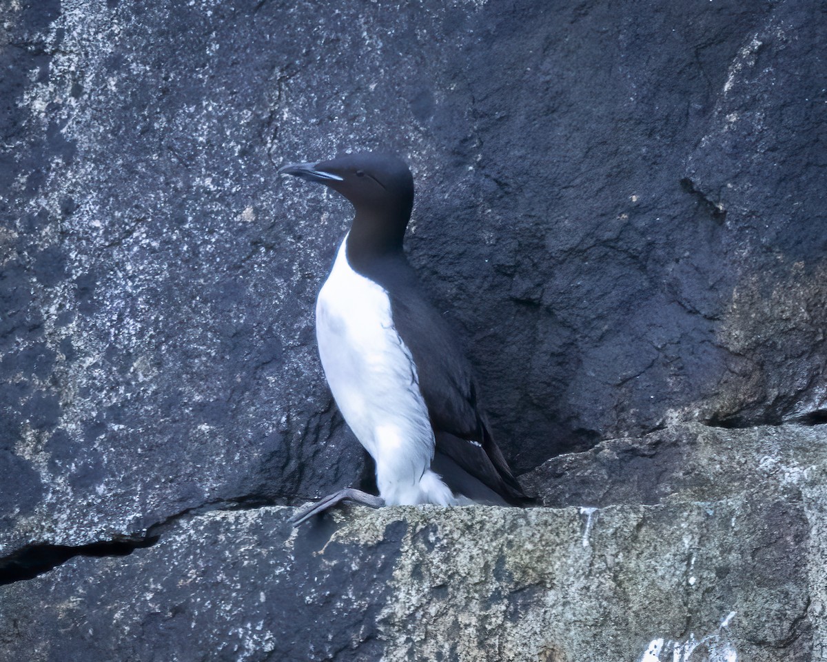 Thick-billed Murre - ML620649613