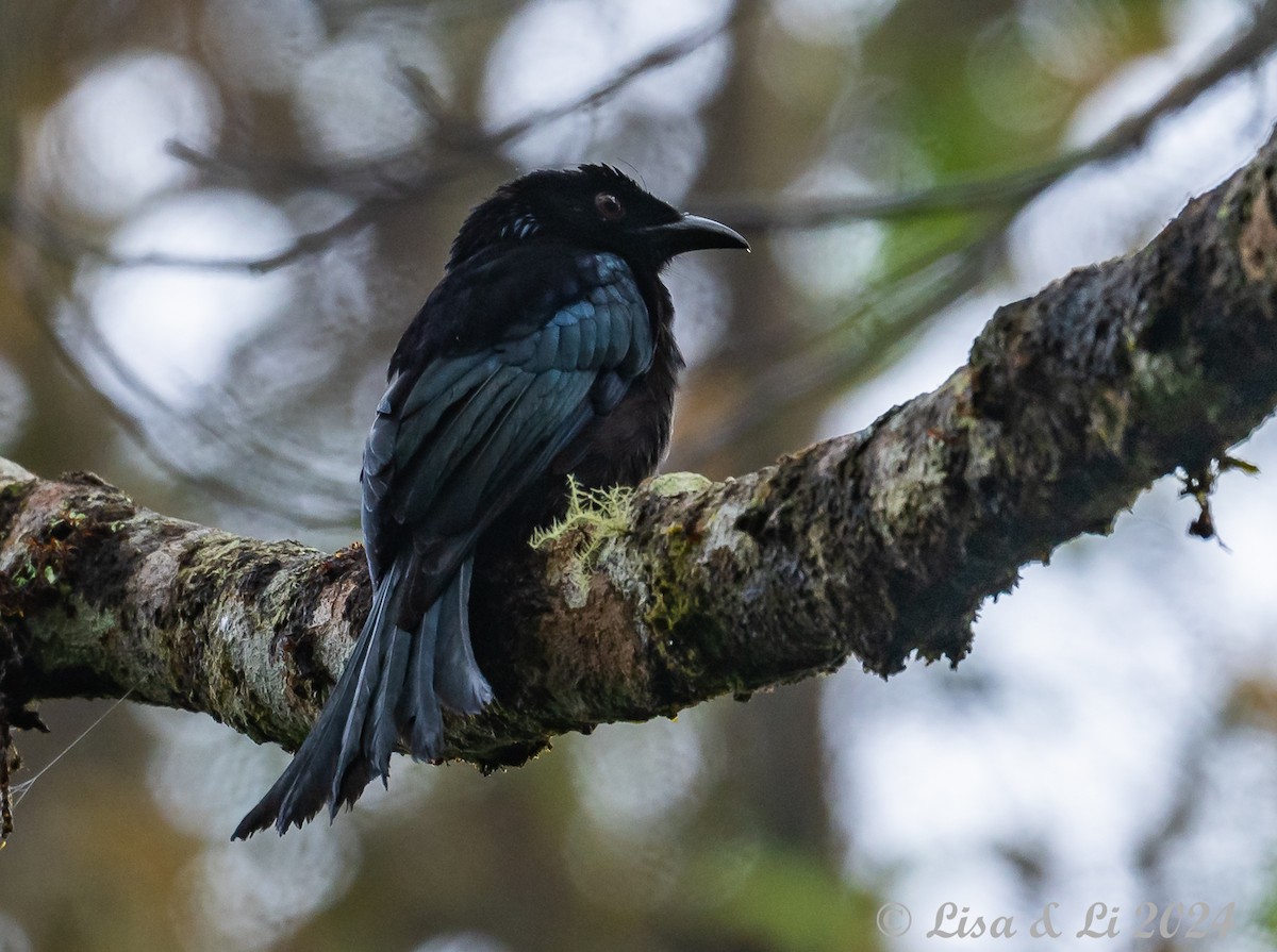 Hair-crested Drongo - ML620649614