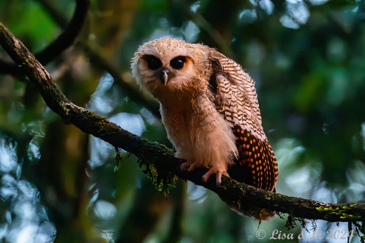 Brown Wood-Owl - ML620649622