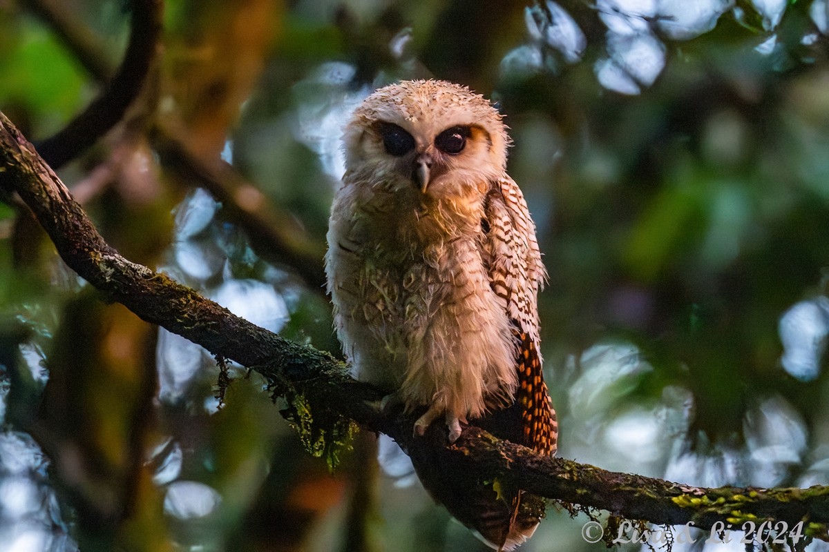 Brown Wood-Owl - ML620649623