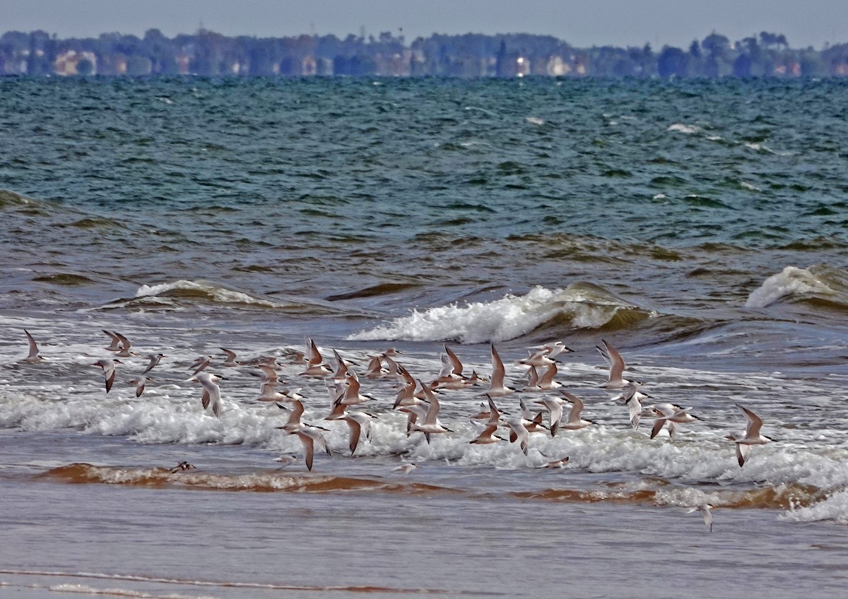 Sandwich Tern - ML620649624