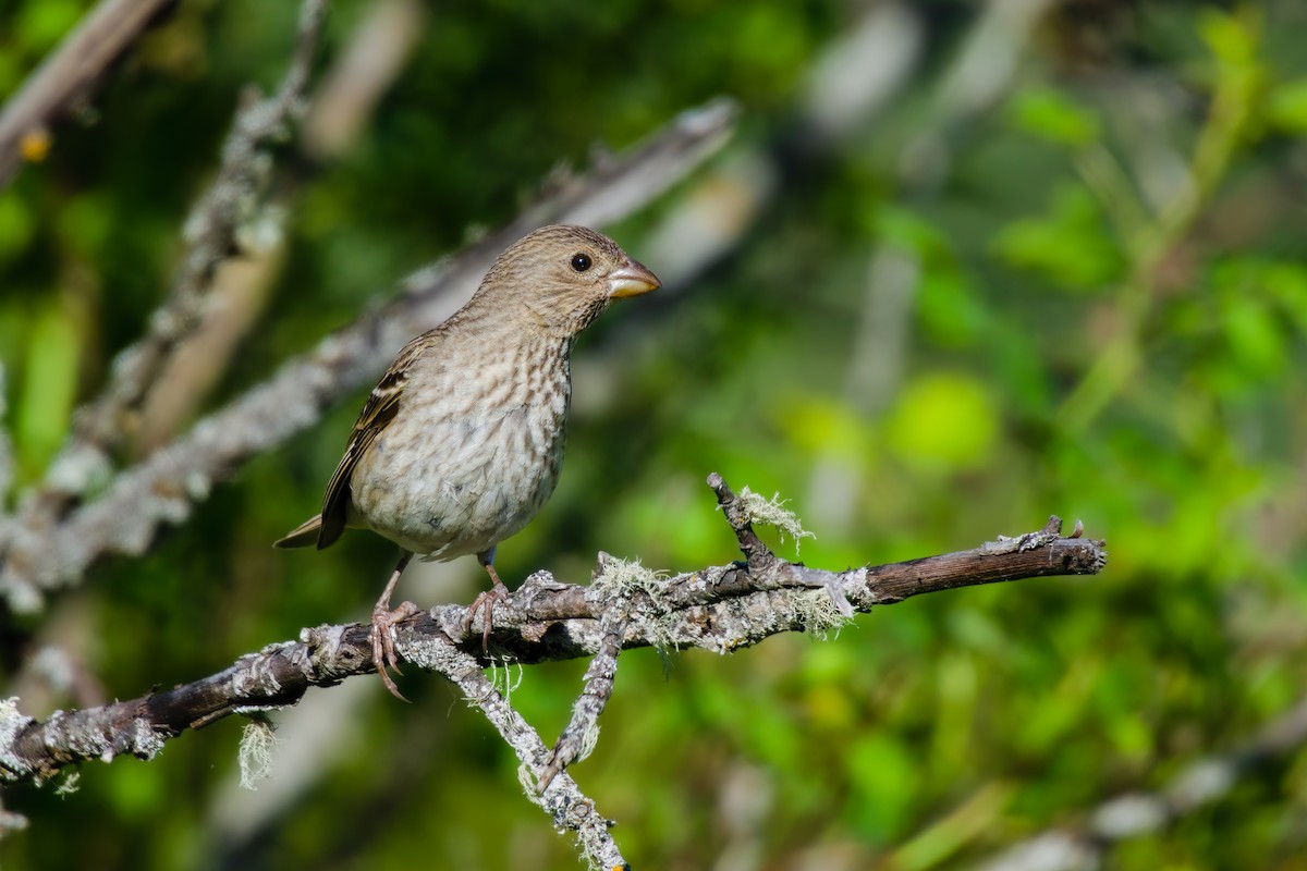 Common Rosefinch - ML620649626