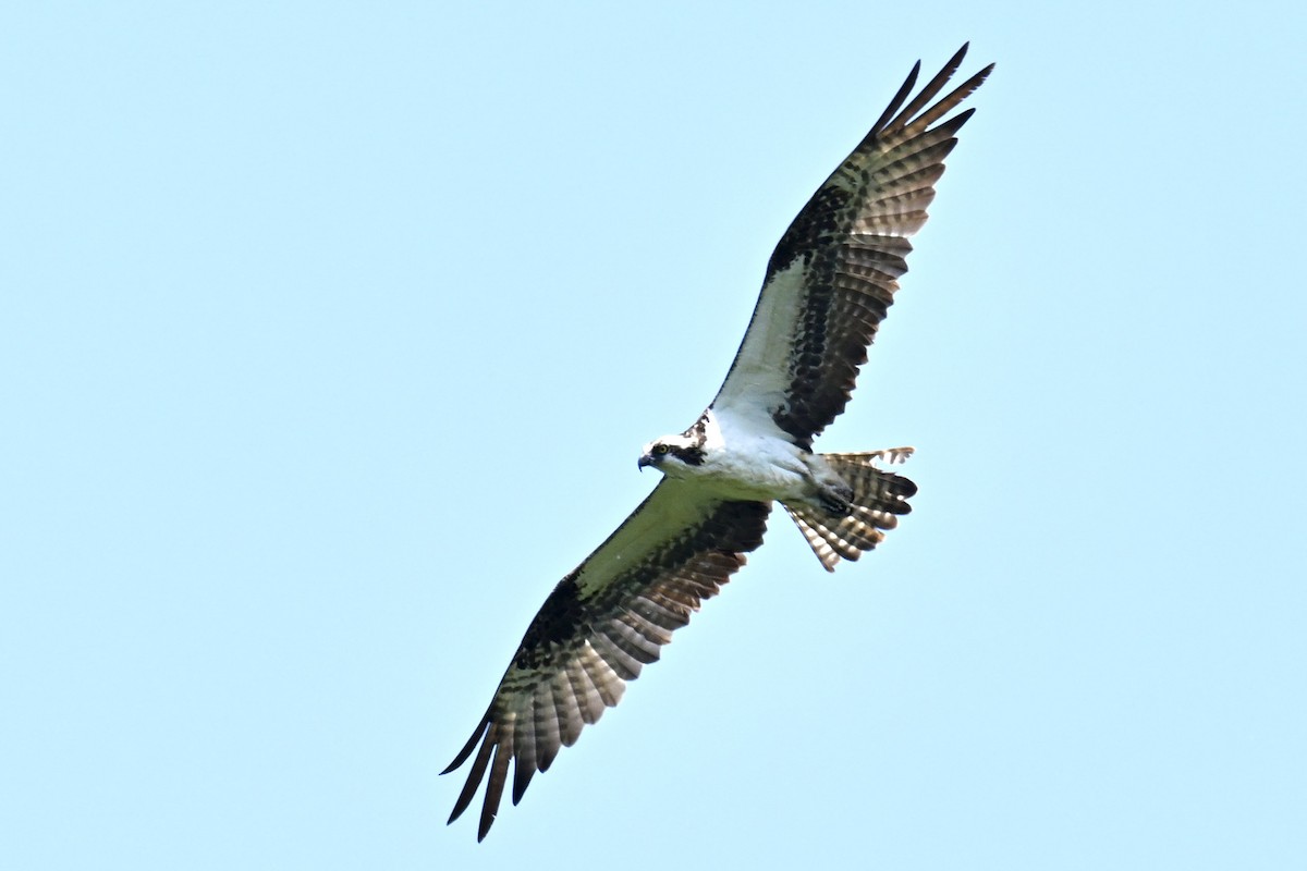 Balbuzard pêcheur - ML620649628