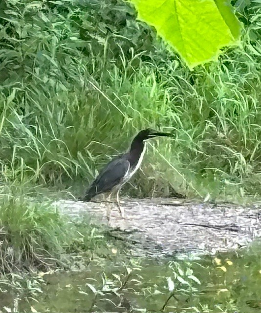 Green Heron - ML620649637