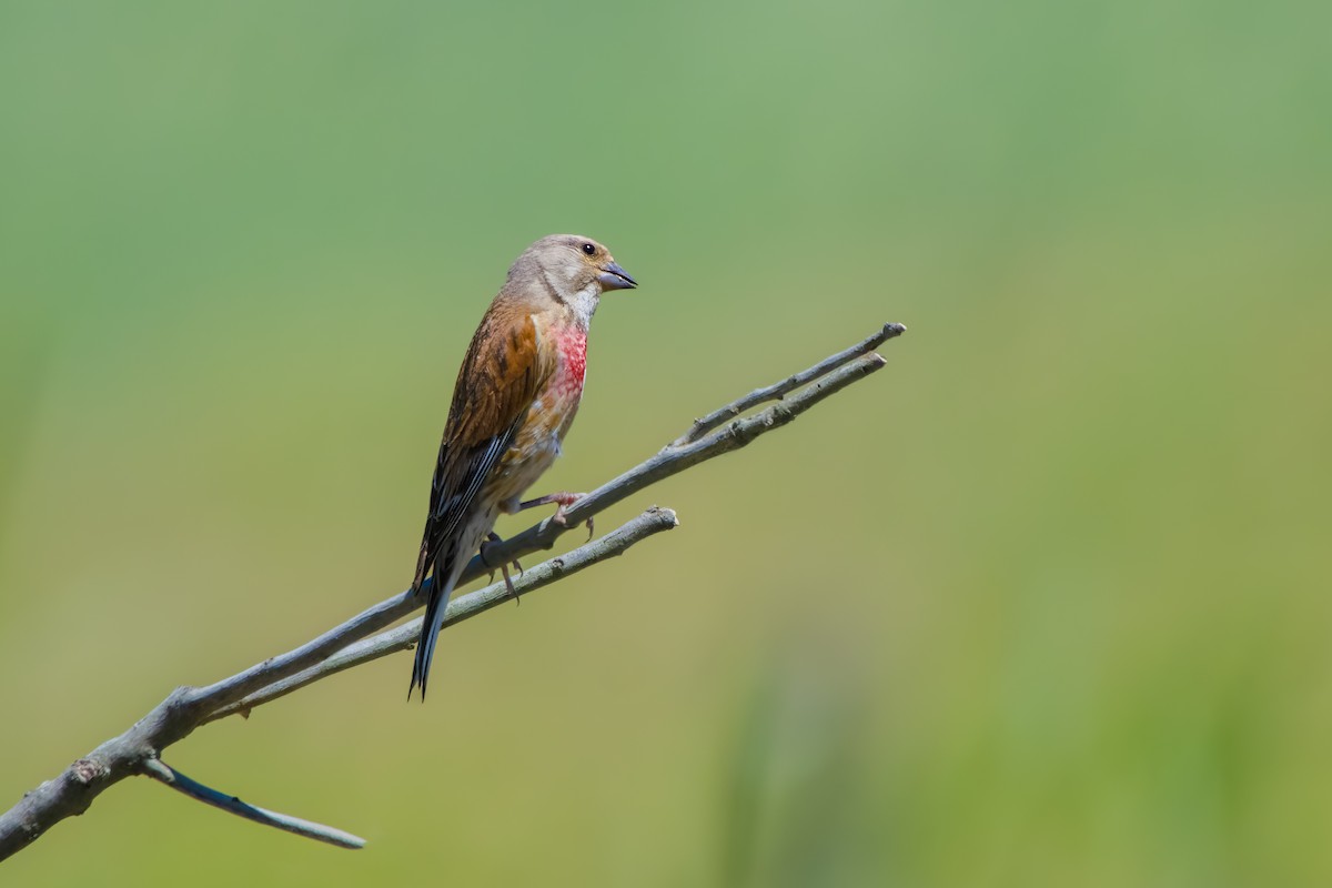 Eurasian Linnet - Kubilay Kaplan