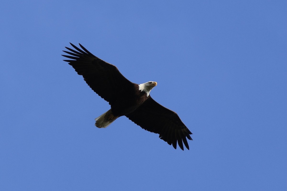 Bald Eagle - ML620649642