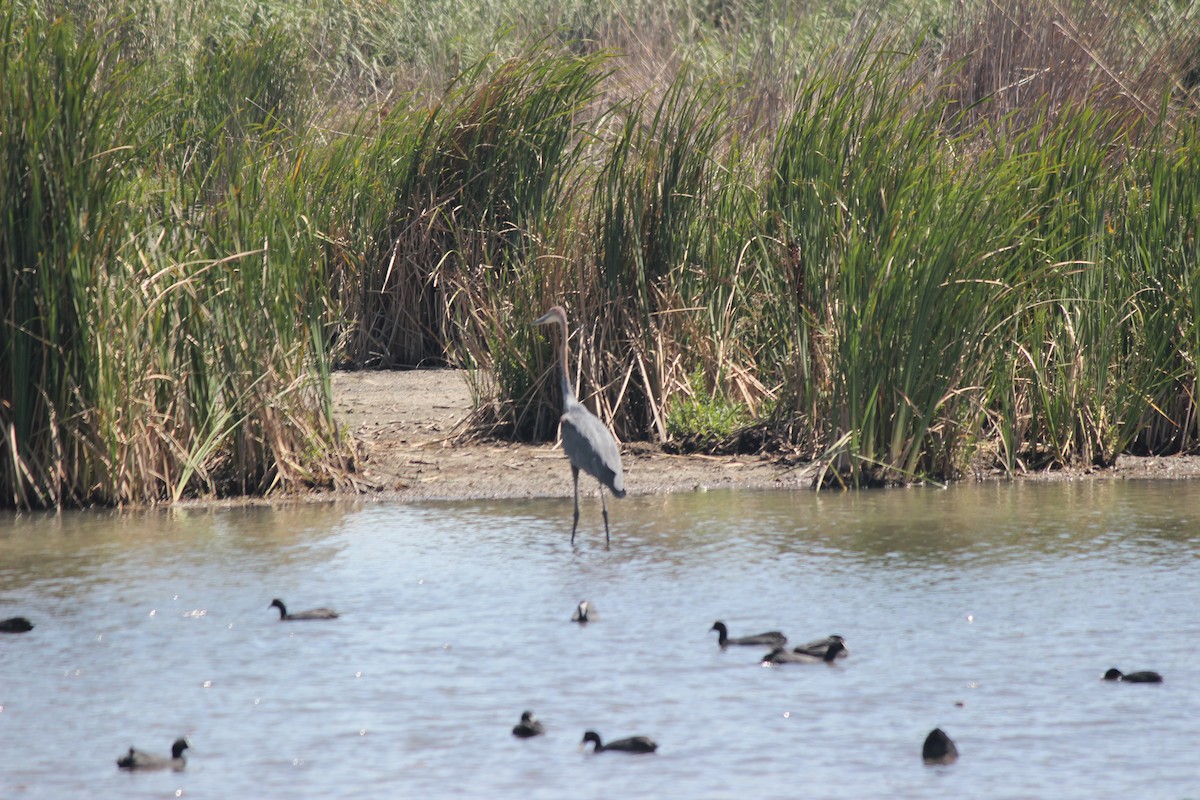 Goliath Heron - ML620649643