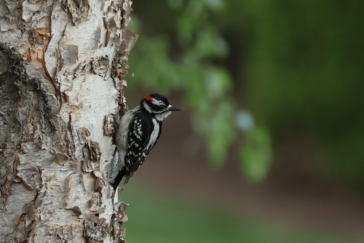 Downy Woodpecker - ML620649647