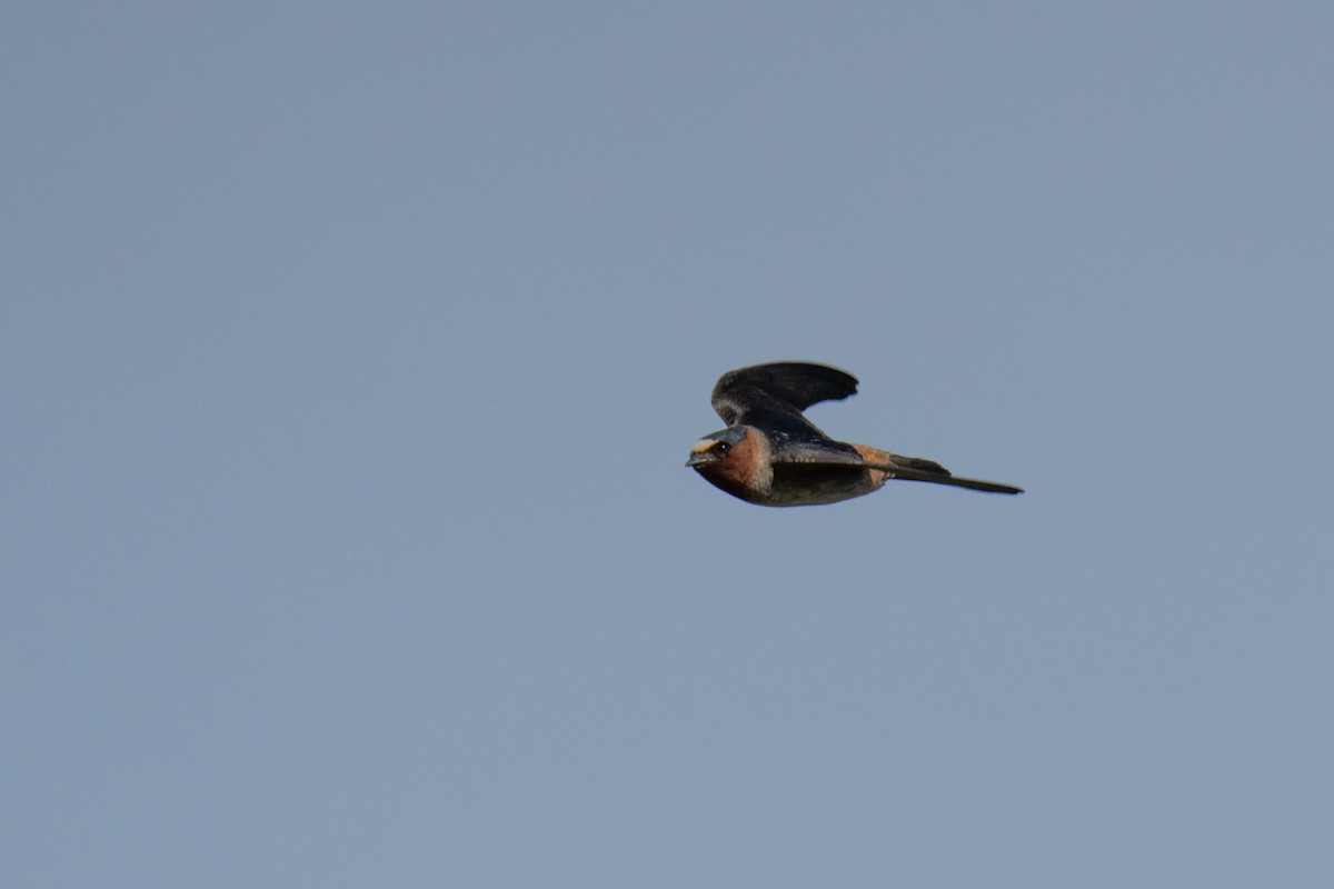 Cliff Swallow - ML620649649