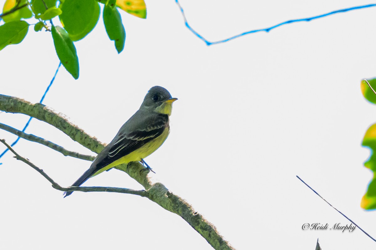 Eastern Wood-Pewee - ML620649650