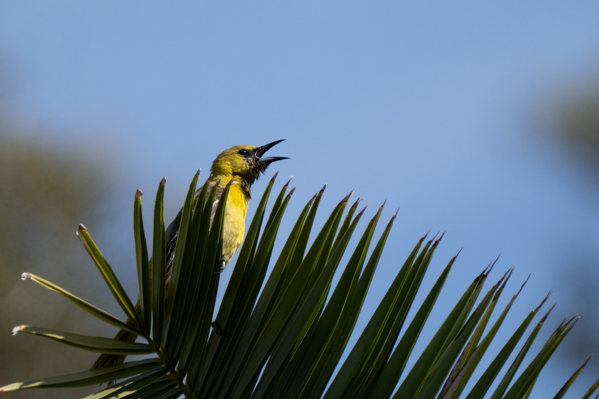 Oriole masqué - ML620649655