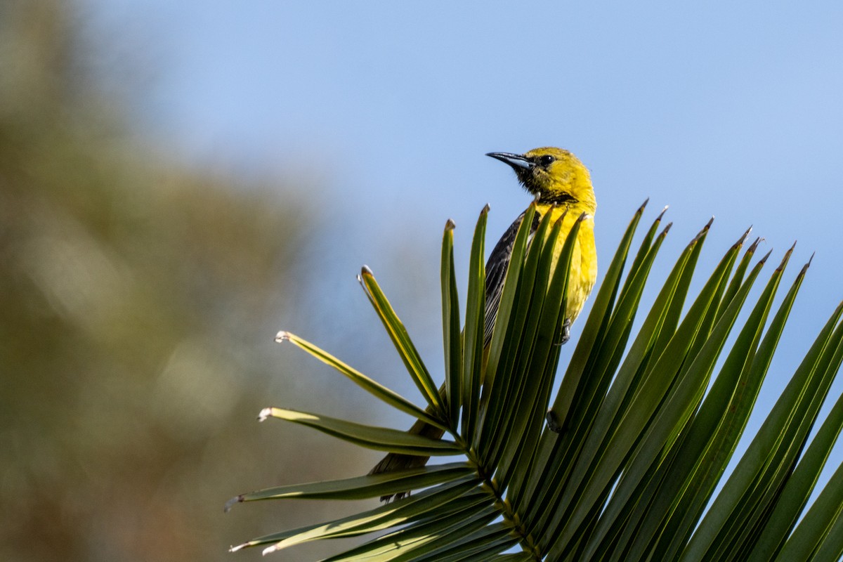 Oriole masqué - ML620649656