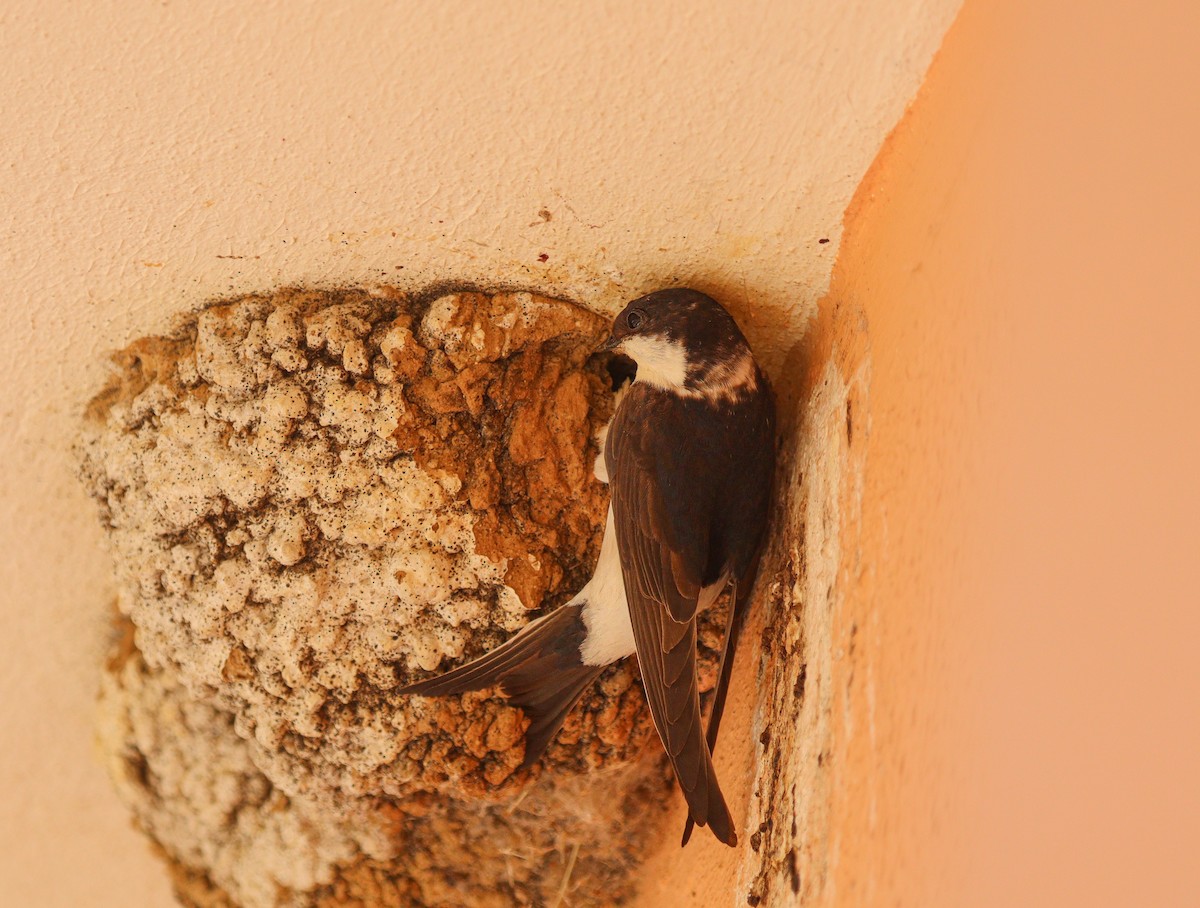 Western House-Martin - ML620649659