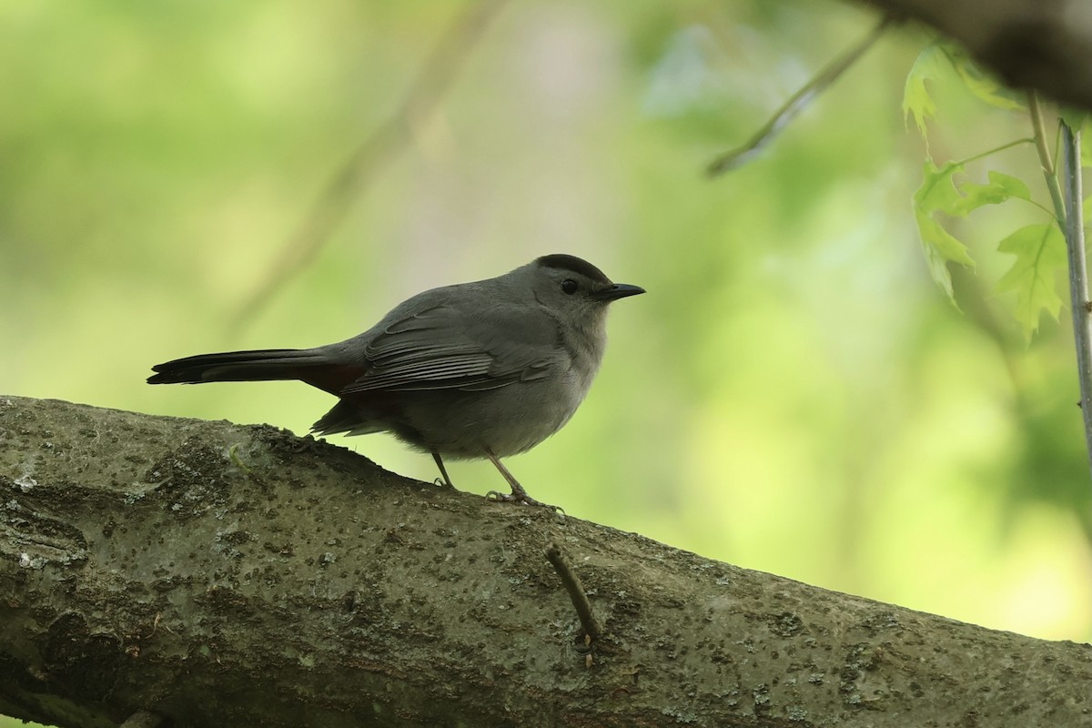 Gray Catbird - ML620649663