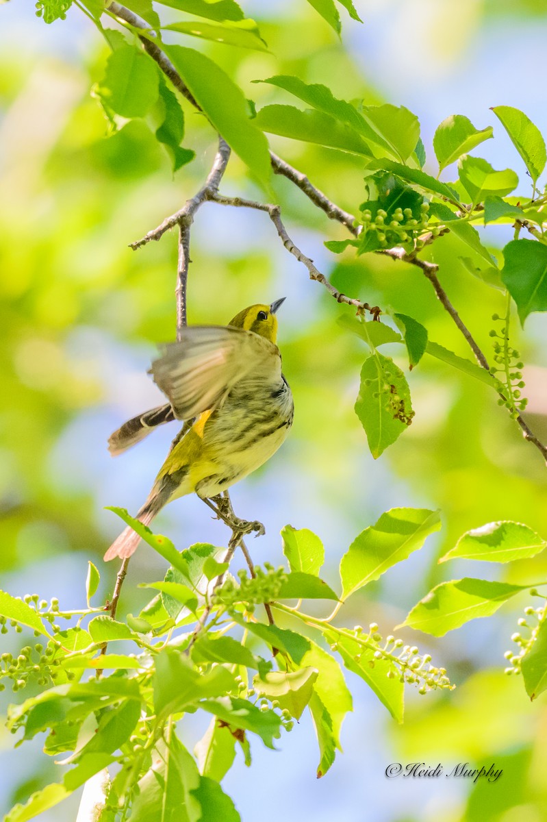 Black-throated Green Warbler - Heidi Murphy