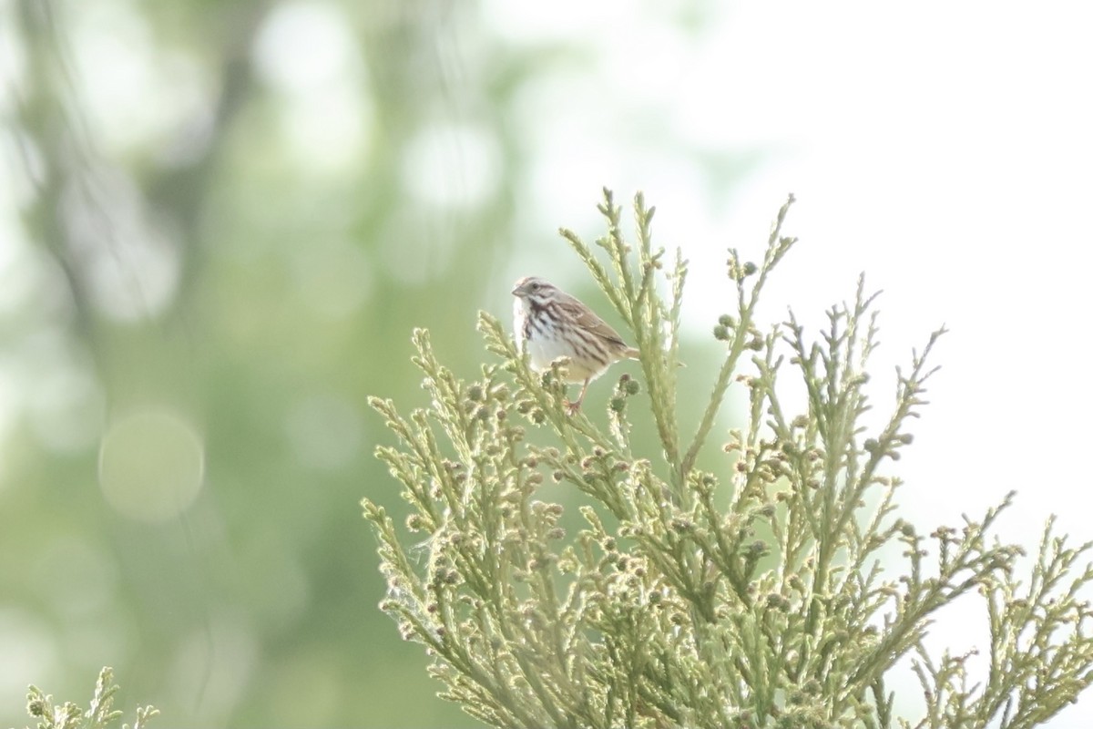 Song Sparrow - ML620649669