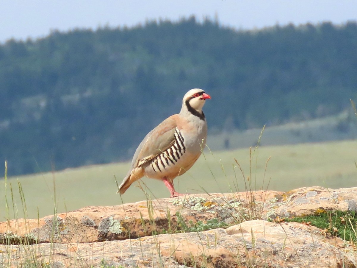 Chukar - ML620649675