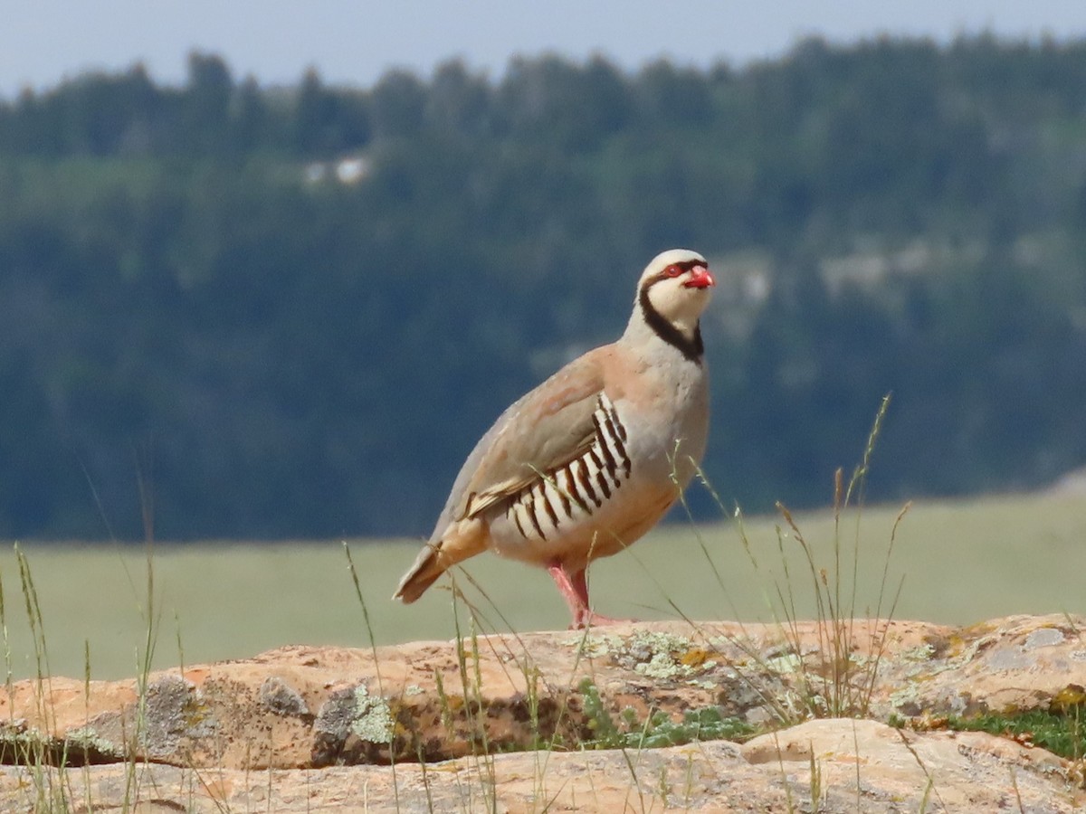 Chukar - ML620649679