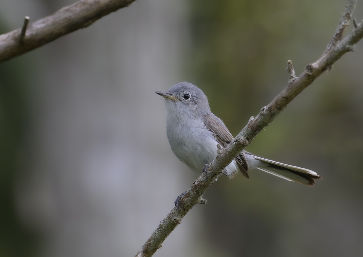 Blue-gray Gnatcatcher - ML620649688