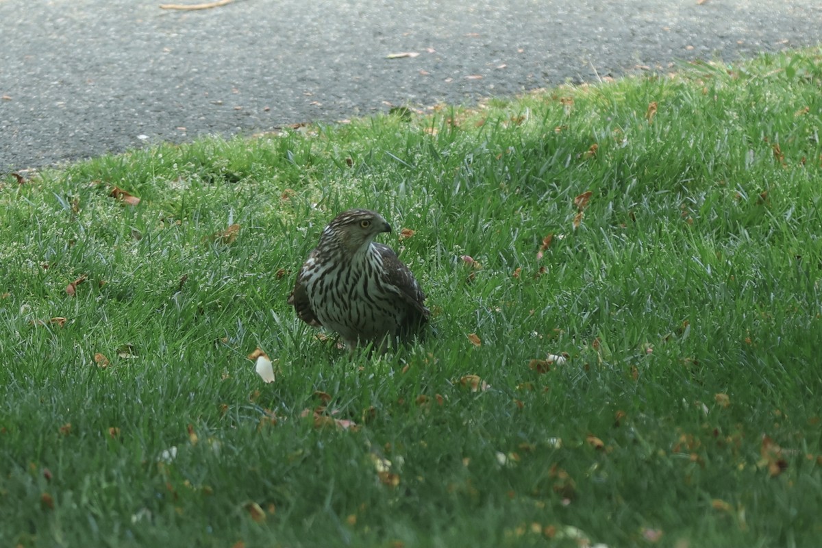 Cooper's Hawk - ML620649690