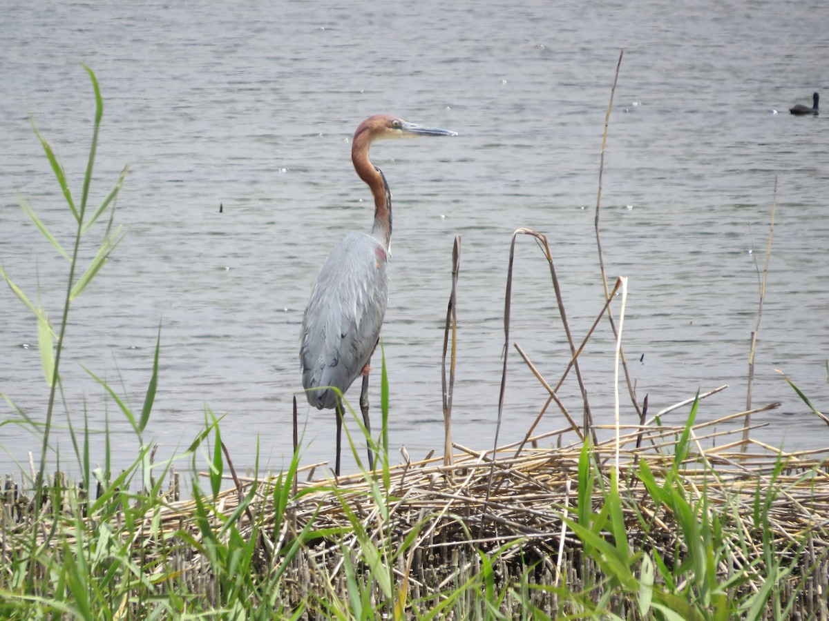 Goliath Heron - ML620649694